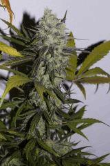 Purple Orange CBD Dinafem 250W HPS