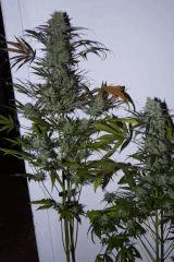 Purple Orange CBD Dinafem 250W HPS