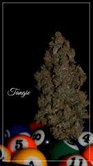 Cannartistique tangie billard 1