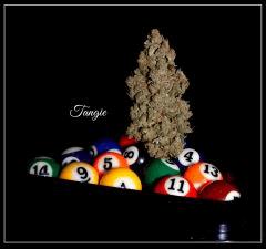 Cannartistique tangie billard 2
