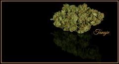 Tangie (Reserva Privada)