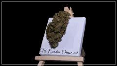 Cannartistique Uk exodus cheese Cut tableau chevalet 1