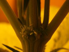 DSCF6348