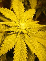 DSCF6327