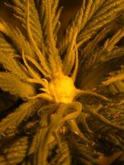 DSCF6322
