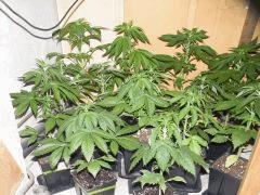 DSCF6292