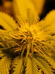 DSCF6375
