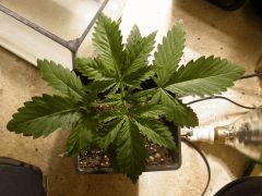 DSCF0142
