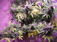 jack herer en fin de flo
