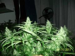 jack herer
