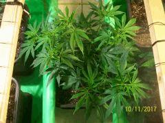 PM passage en flo en pot de 11L