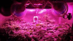 [J+51] [F+15] Isled Cro/Flo v2.5 93 watts