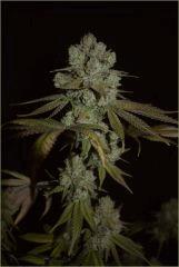 GG#4 closeshot