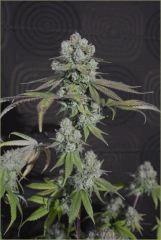 GG#4 closeshot 2
