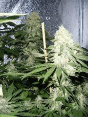 bud c+
