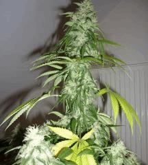 Alpha Diesel x Double Strawberry Diesel
