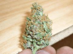 New Blue Diesel