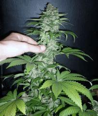 New Blue Diesel