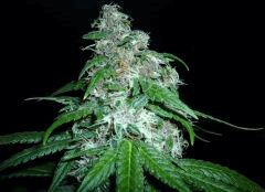 New Blue Diesel