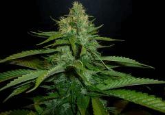 Chocolate Cheese