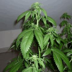 New Blue Diesel