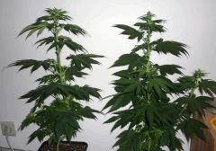 New Blue Diesel
