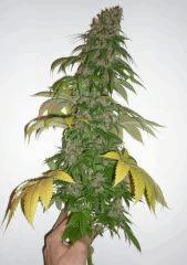 New Blue Diesel