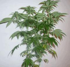 Alpha Diesel x Double Strawberry Diesel