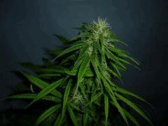 A5 haze #4