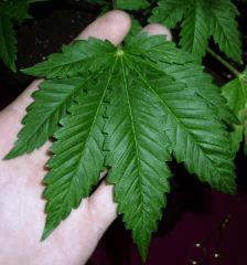 Indica Phéno