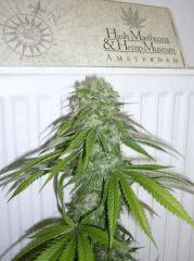Alpha Diesel x Double Strawberry Diesel