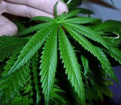 Sativa Phéno