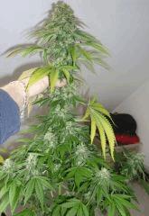 Alpha Diesel X Double Strawberry Diesel