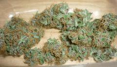New Blue Diesel