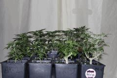 systeme blumat
