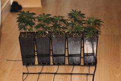systeme blumat