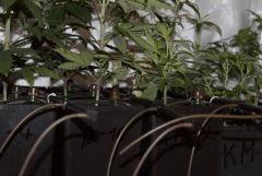 systeme blumat