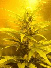 Critical