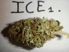 Ice