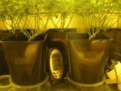 Scrog: Ice- Critical