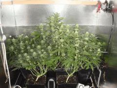 Scrog : Ice - Critical Flo+35.