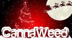 cannaweed neige