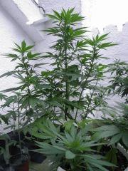 Early Widow Elite seeds