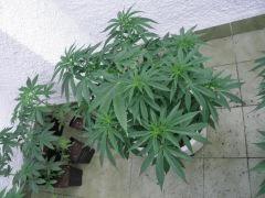 Panama Deep Chunk - Cannabiogen