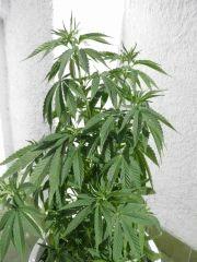 ¨Panama Deep Chunk