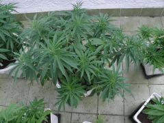 Old Diesel Elite Seeds