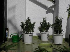 Les futurs buissons
