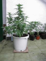 Early Widow - Elite seeds