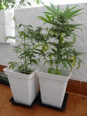 lowryder 2 x Critical + auto