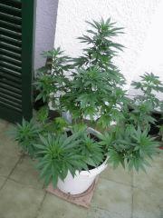 Early Widow Elite Seeds c+65